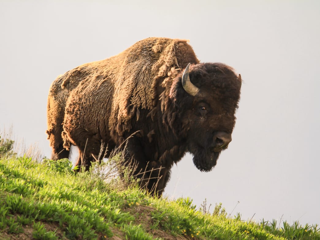 Why You Should Visit Yellowstone National Park in the Off-Season