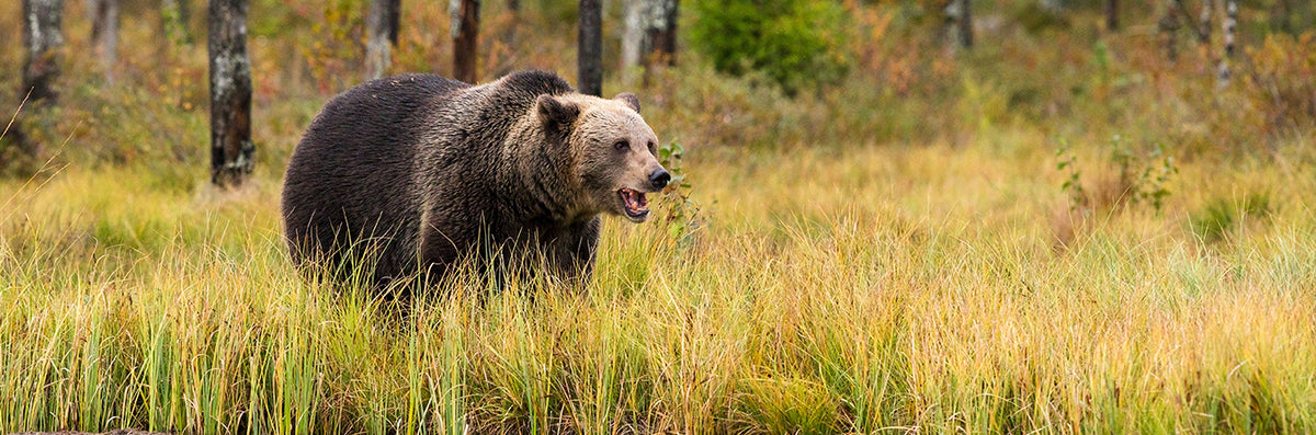 Cayna vs Horned bear!, Back off